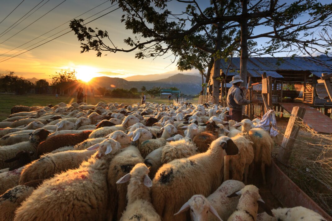 Palavras de sabedoria sendo representada com um grupo de ovelhas seguindo seu pastor